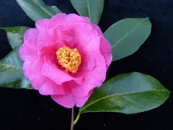 Camelia flor 1