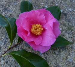 Camelia flor 2