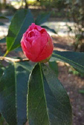 Camelia flor 3