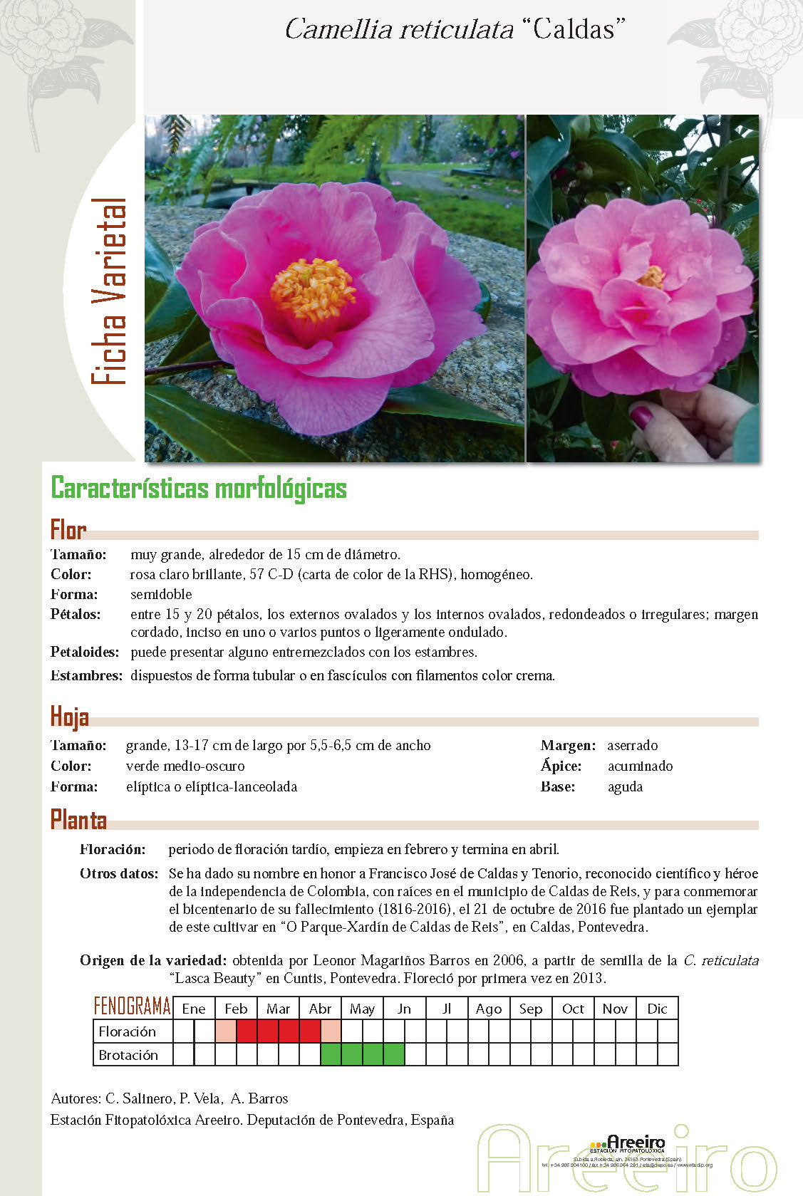 Camelia general 1