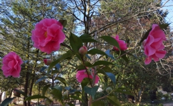 Camelia general 2