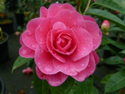 Camelia flor 1