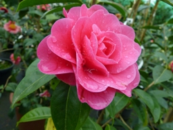 Camelia flor 2