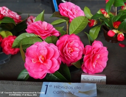 Camelia flor 3