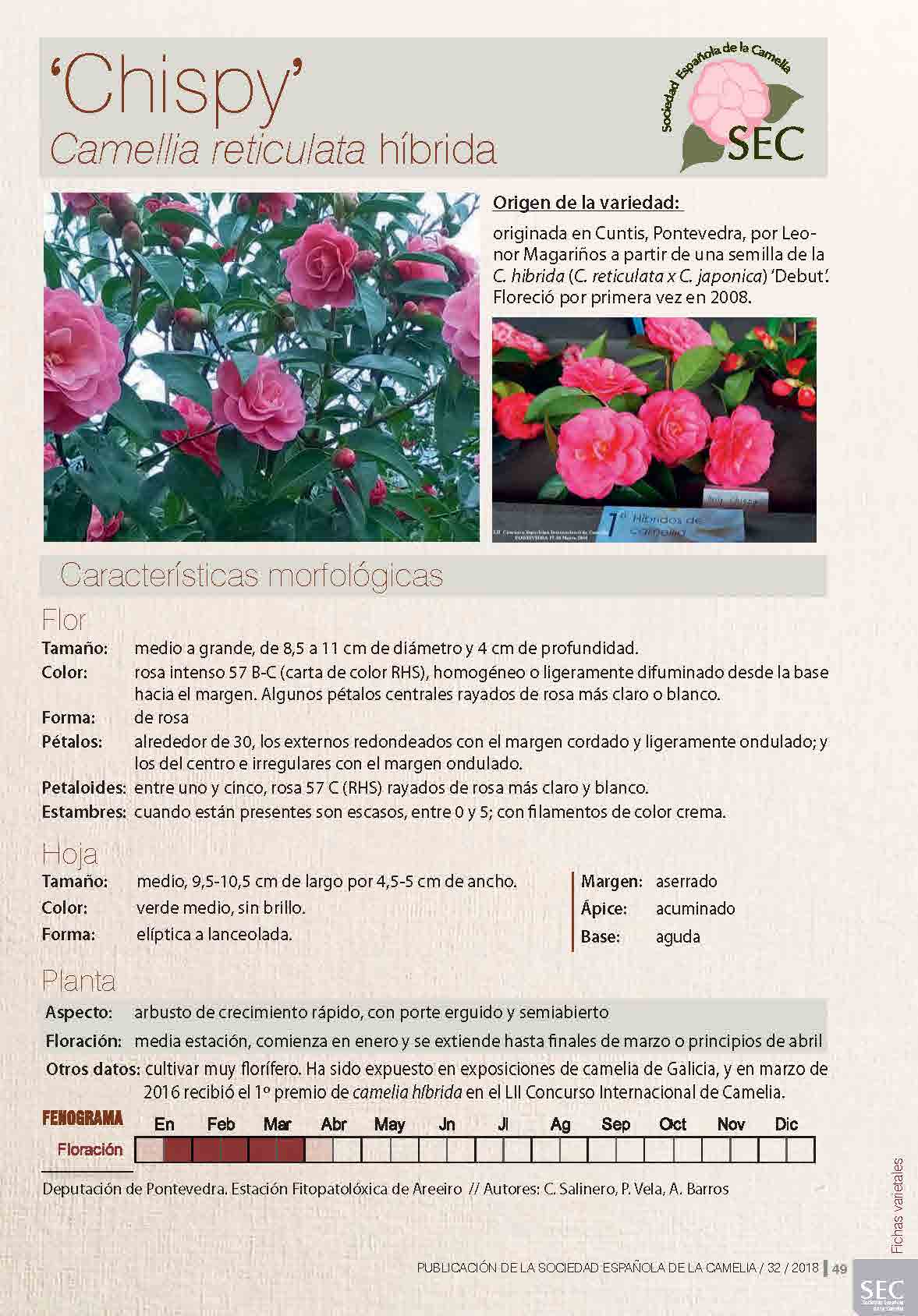 Camelia general 1