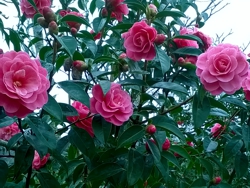 Camelia general 2
