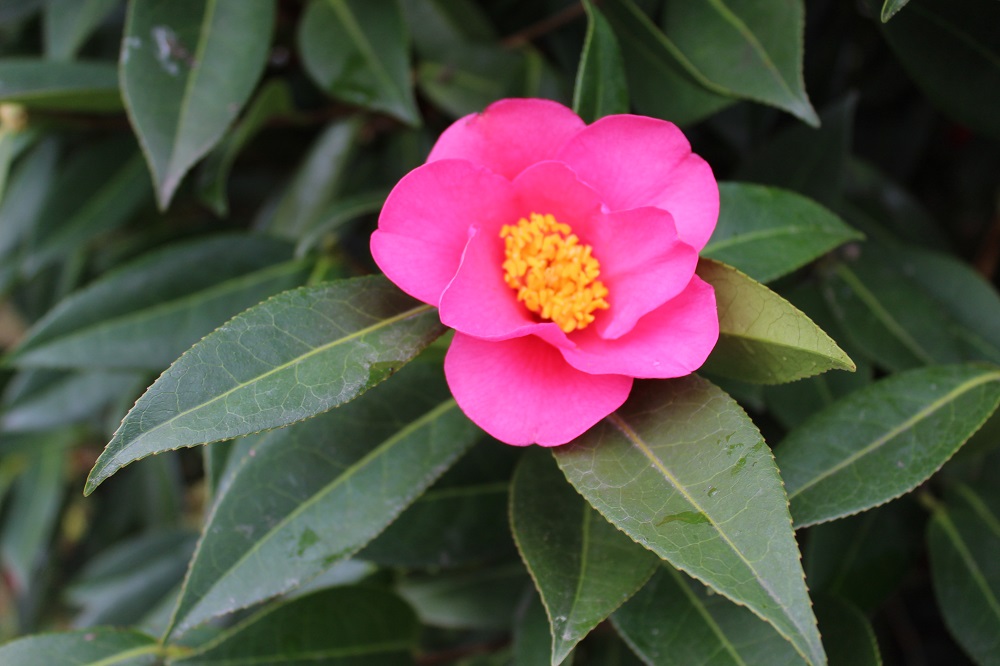 Camelia flor 1