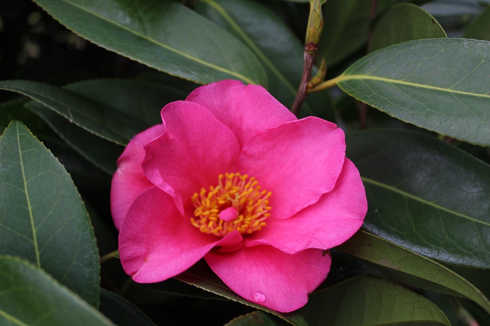 Camelia flor 2