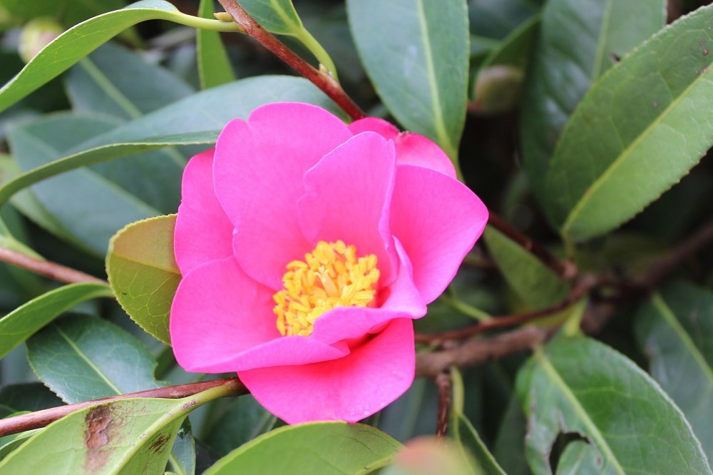 Camelia flor 3