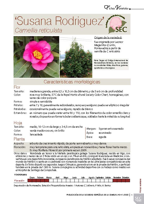 Camelia general 1
