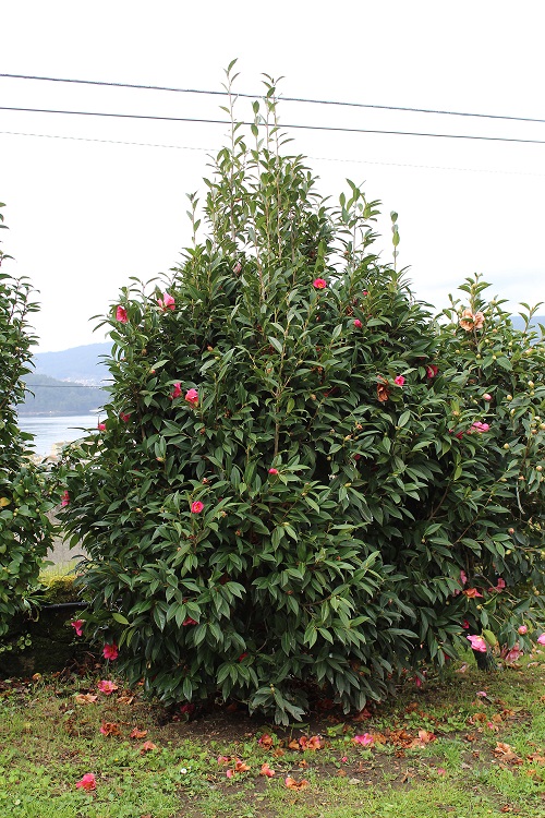 Camelia general 2
