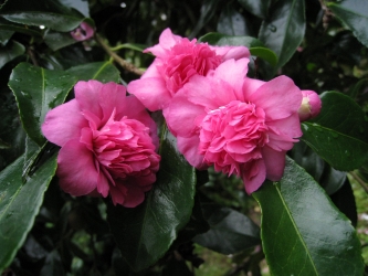 Camelia flor 2