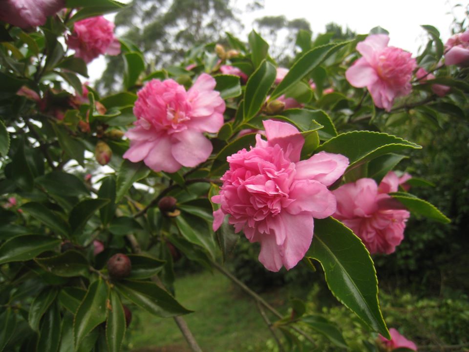 Camelia general 2