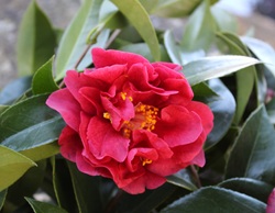 Camelia flor 2