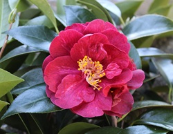 Camelia flor 3