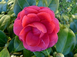 Camelia flor 2