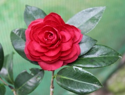 Camelia flor 3