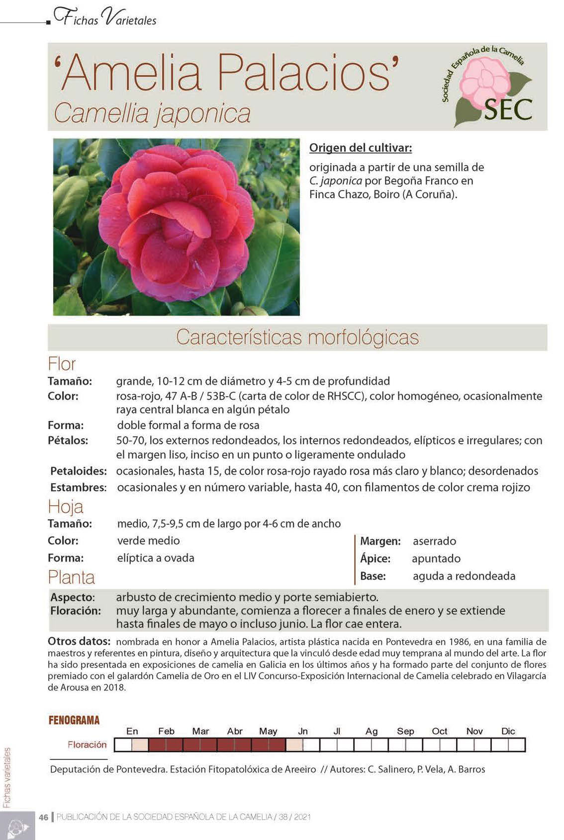 Camelia general 1